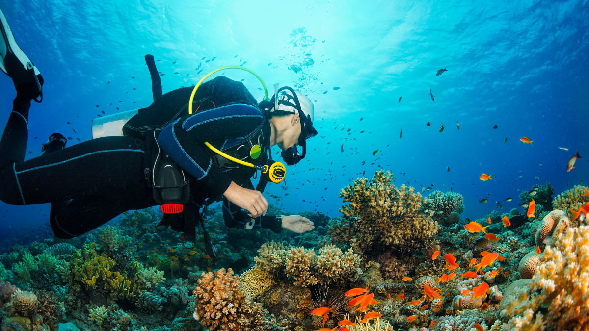 Daily Dives